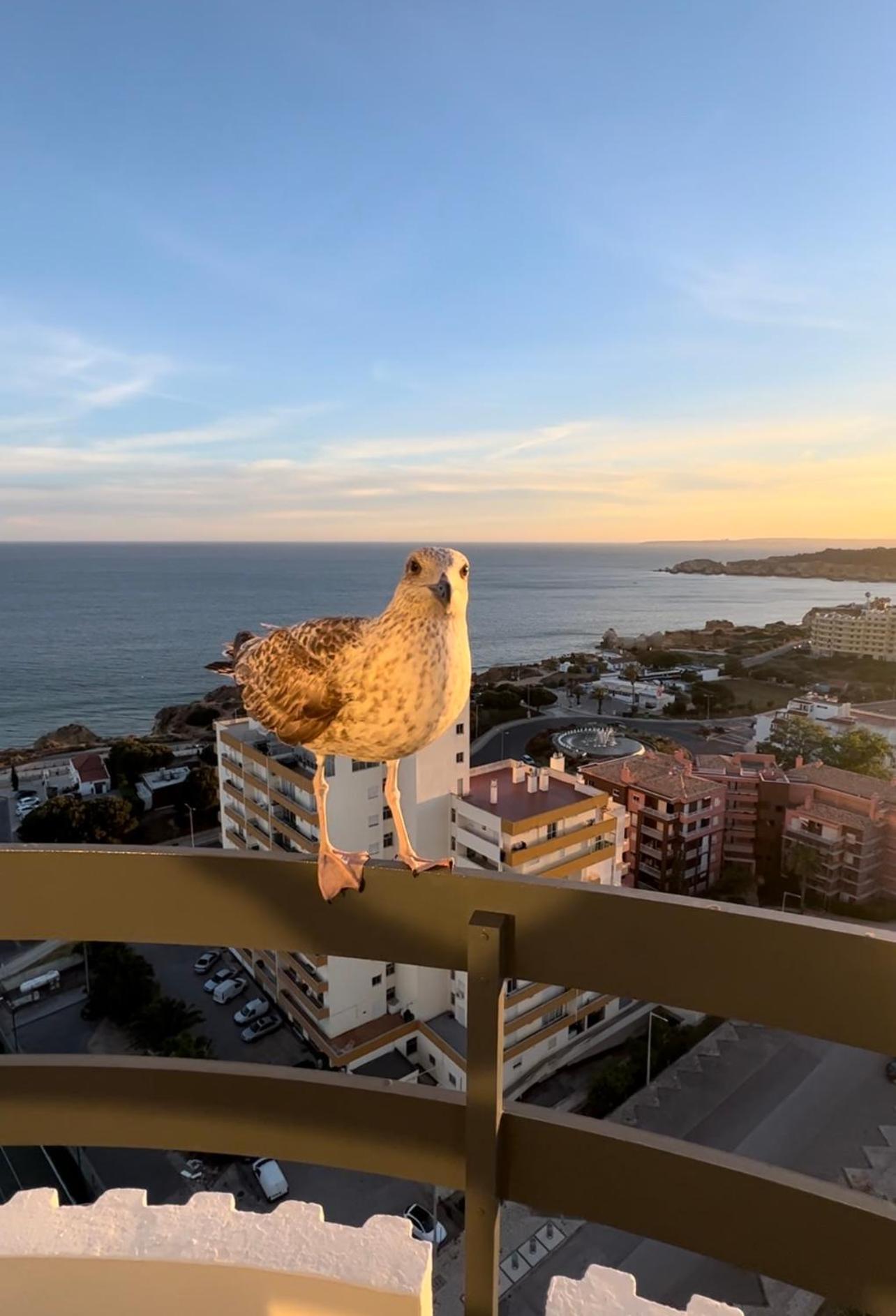 Top Ocean View Apartment - Amazing Sunset - Modern Style - Pool & 200M To Beach Portimao Exterior photo